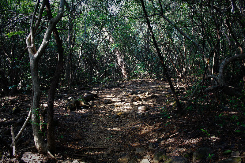 Andharban Jungle trek forest