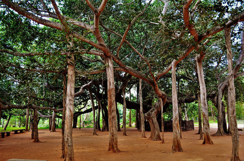 Banyan Tree Auroville Puducherry