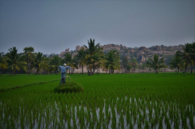 Green fields Hampi Karnataka