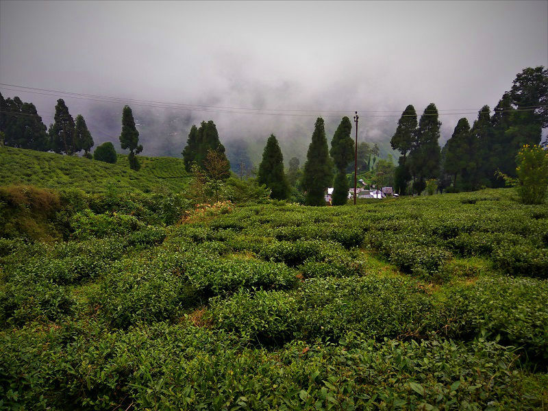 Happy valley Tea Estate places to visit in Darjeeling