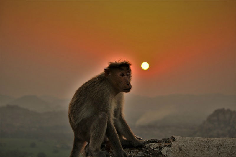 Sunrise with monkey at Hampi Karnataka