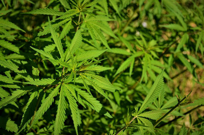 cannabis plant Kasol Himachal