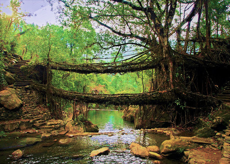 living root bridge at cherrapunji wettest place on earth