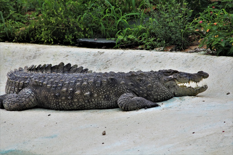 Crocodile at Sajjangarh biological Park Udaipur City