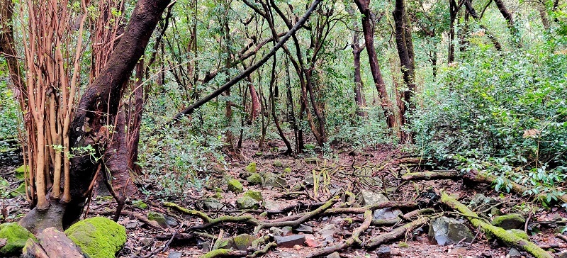Dense Forest at Andharban