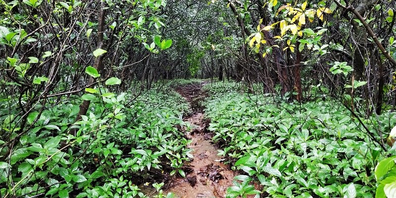 Dense jungle ahead of Valvand Village