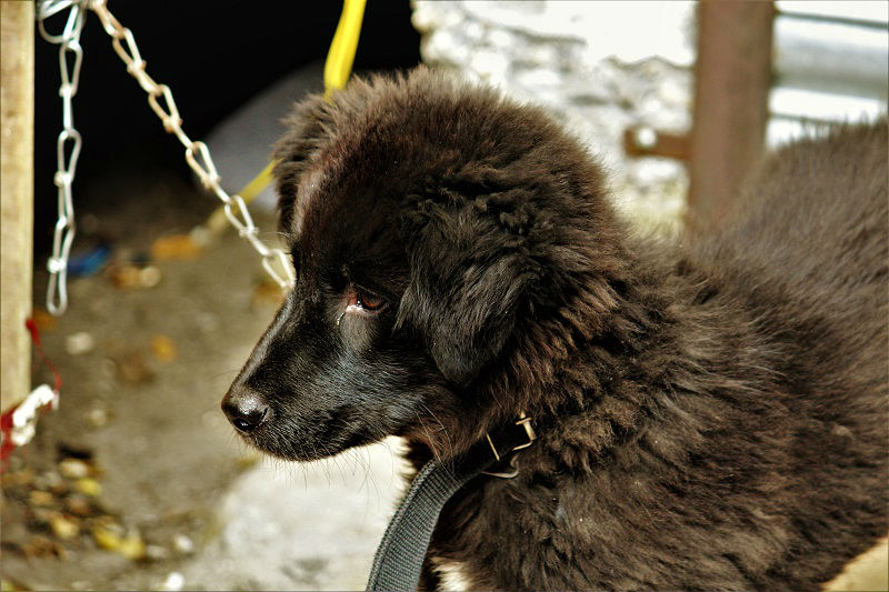 Dog at Manikaran near Kasol
