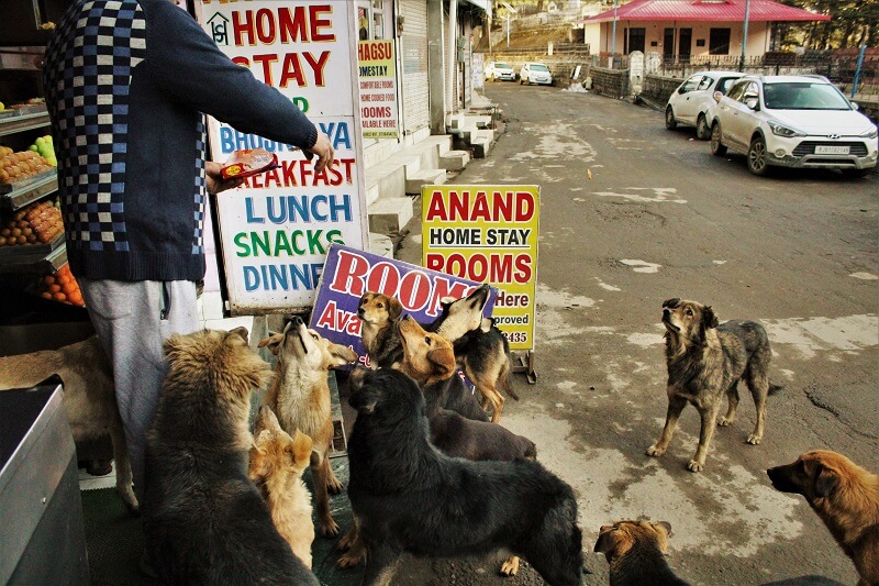 Dogs at Chail