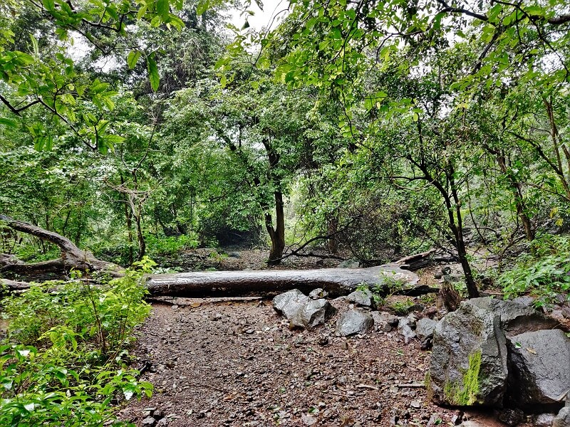 Fallen tree log as seen enroute to Kataldhar Waterfall Trek