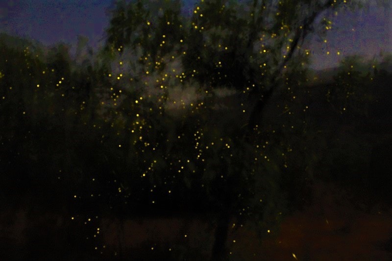 Fireflies on Rajmachi Fort Trek