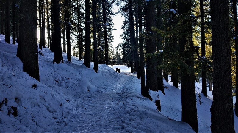 Forest covered with Snow at Narkanda in winters