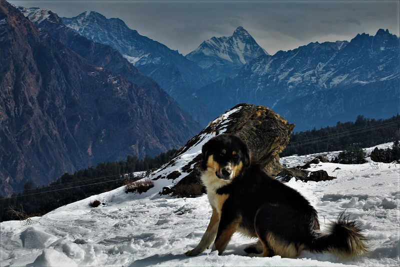 Hairy dog at Auli Hill Station Uttrakhand
