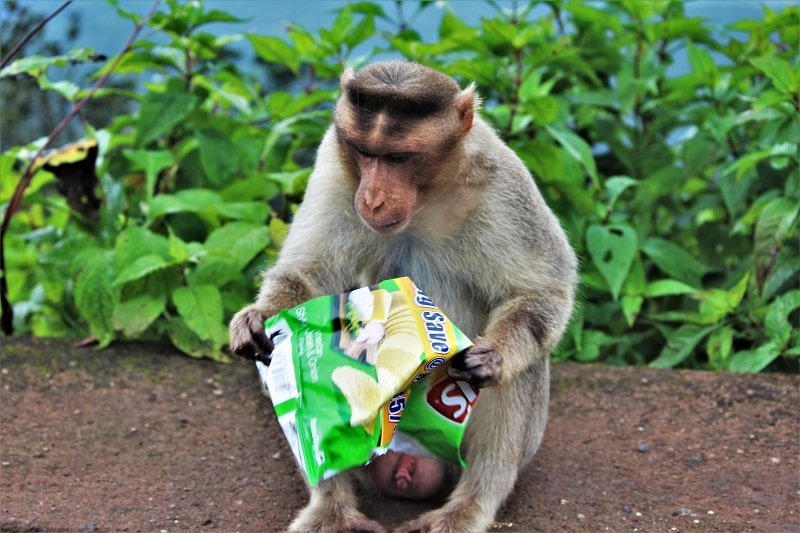 Monkey needs some uncle chips