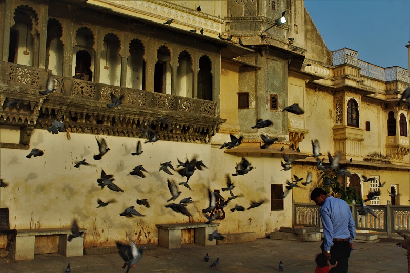 Pigeons at Gangaur Ghat Udaipur City