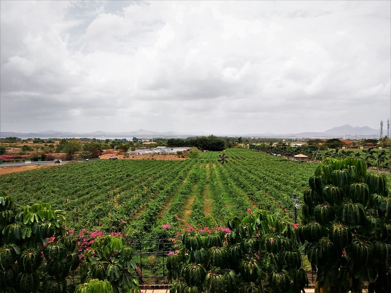 Sula Vineyards near Nashik city