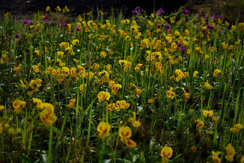 Yellow flowers Kaas Plateau Satara