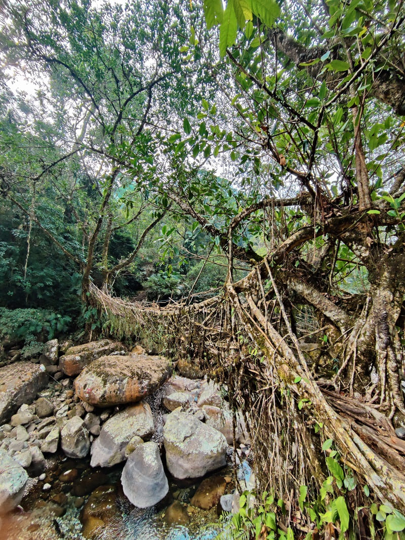 longest single living root bridge