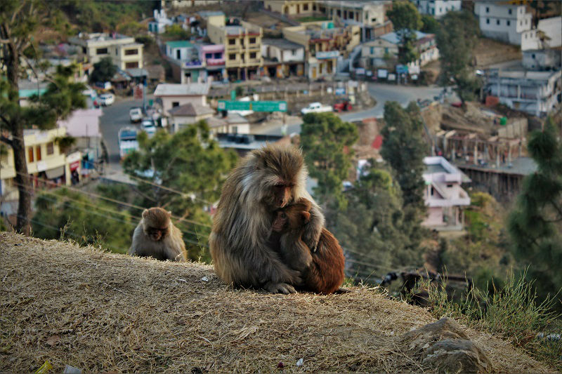monkey at Kausani Uttarakhand