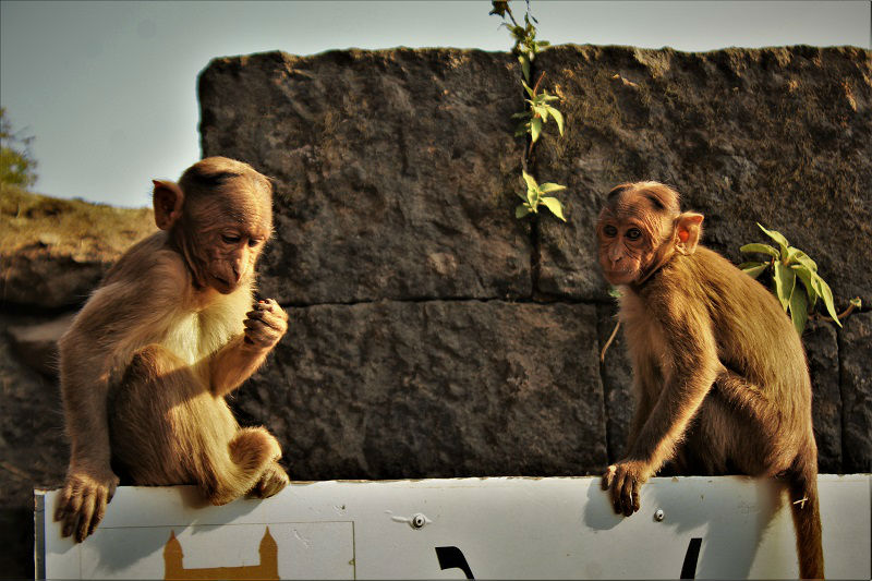 monkey at Lohagad Fort trek near Pune Mumbai