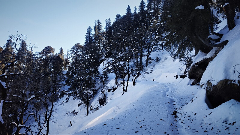 snow covered trees as seen on Hatu peak tree