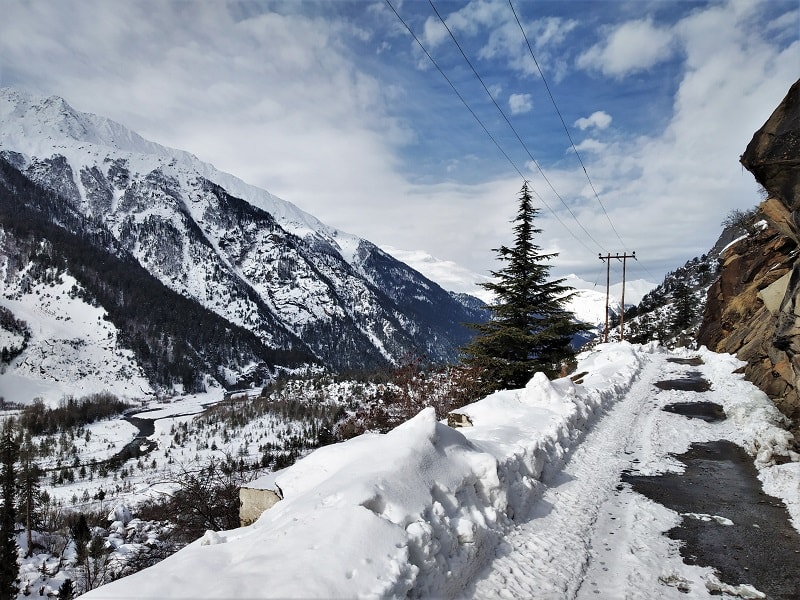 trees are still green enroute Chitkul in winters